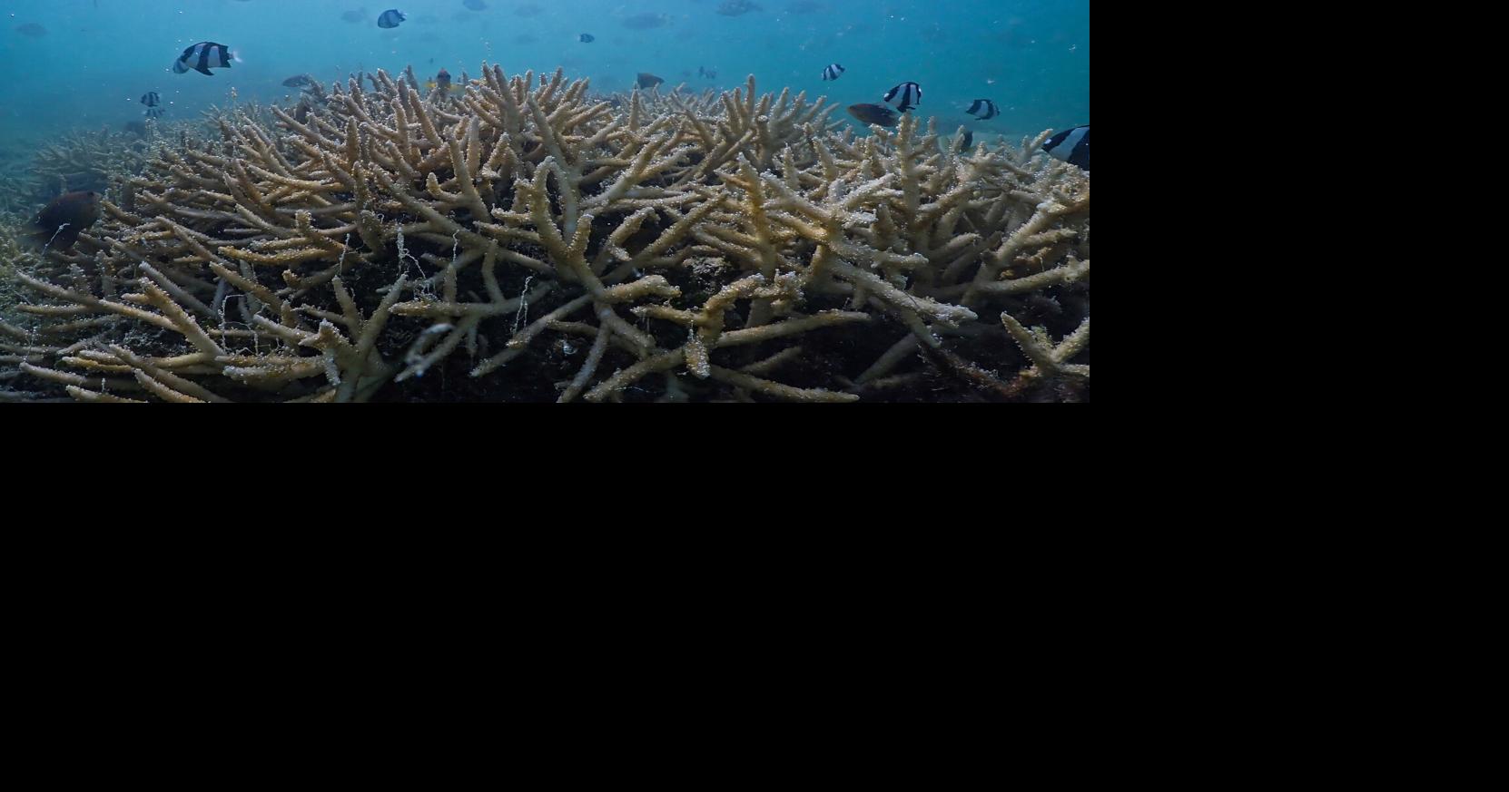 The Paling of Paradise: Coral Mortality in Tumon Bay | Island Life ...