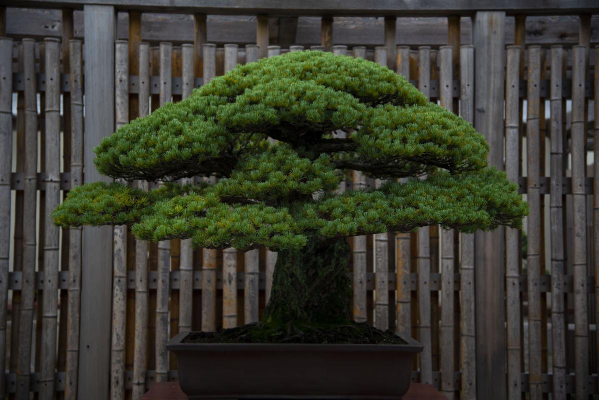 thieves stole a 400 year old bonsai the grief stricken owner offered care instructions philippines asia postguam com