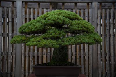 Thieves Stole A 400 Year Old Bonsai The Grief Stricken Owner Offered Care Instructions Philippines Asia Postguam Com
