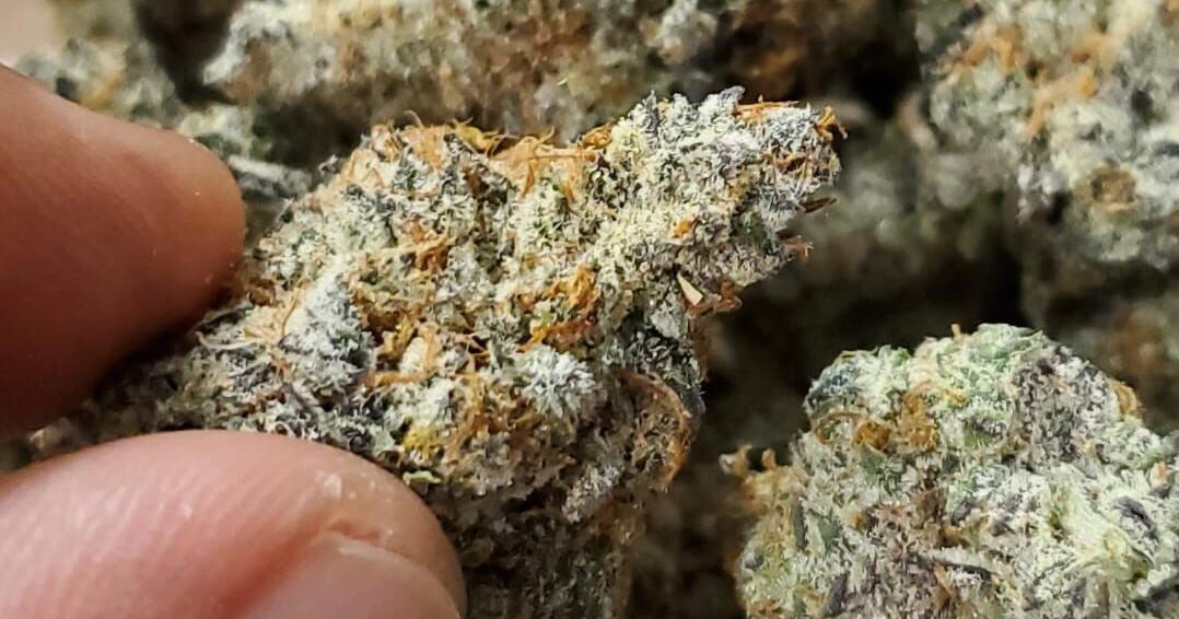 Medical cannabis registration down