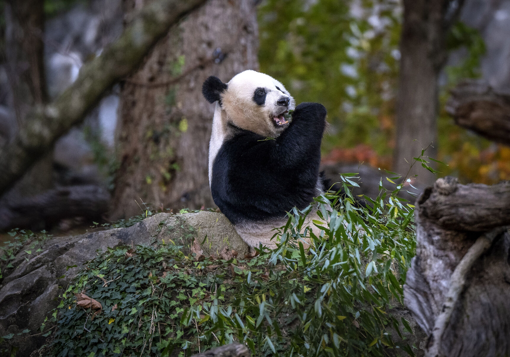 Caretakers get giant pandas ready to leave for new home in China