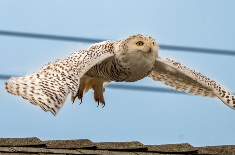 The rare snowy owl won't stay forever, but this California town is captivated PIC 2