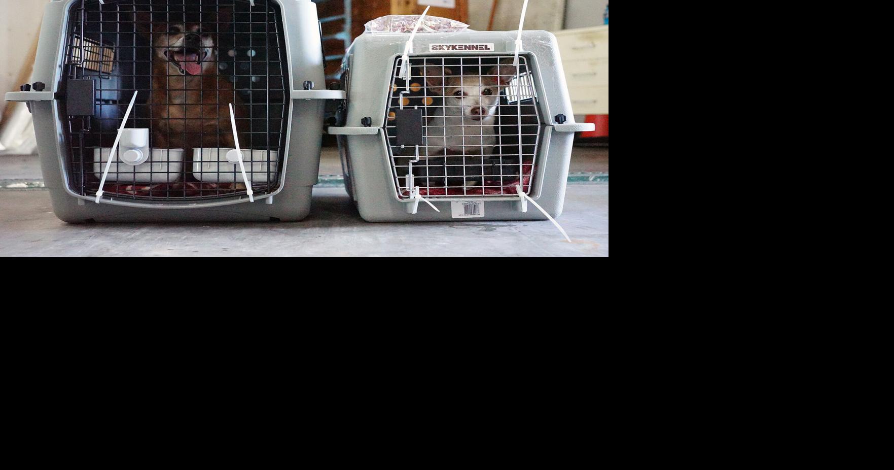 26 more local dogs find homes in the states Guam News