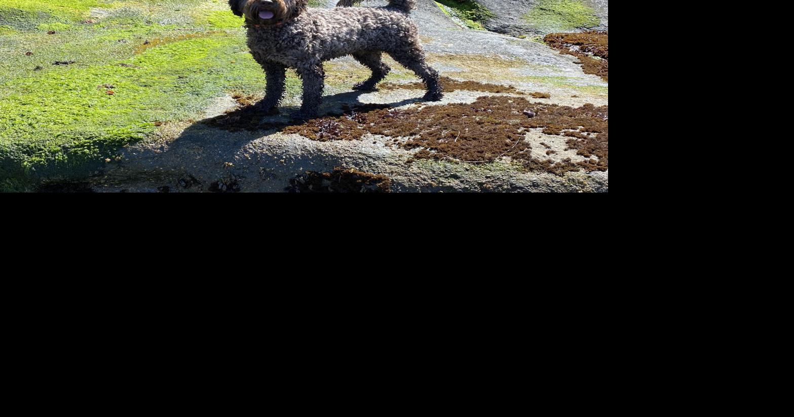 Dog hailed a hero for alerting his owner to a neighborhood fire ...