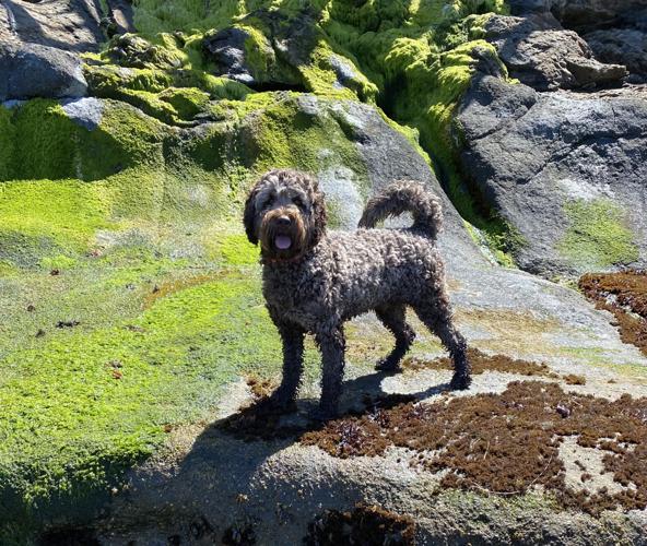 Dog hailed a hero for alerting his owner to a neighborhood fire PIC 1