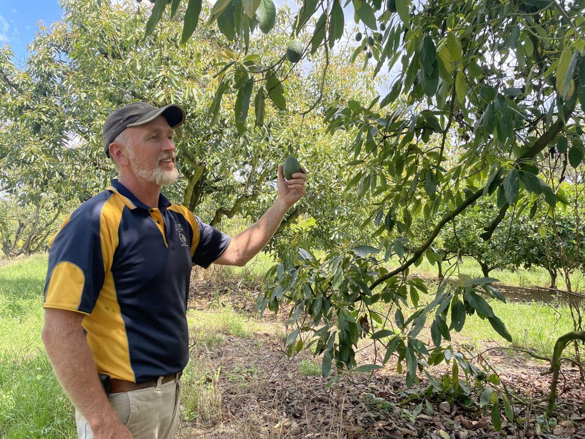 Avocado glut leaves Australian farmers crushed as prices plummet