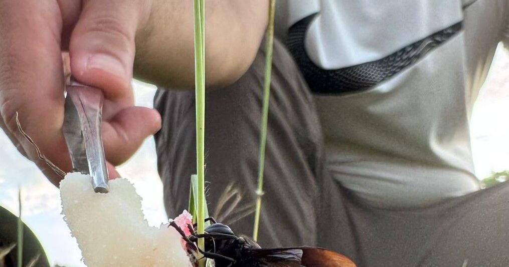 Guam advances hornet tracking technology to protect regional bee colonies