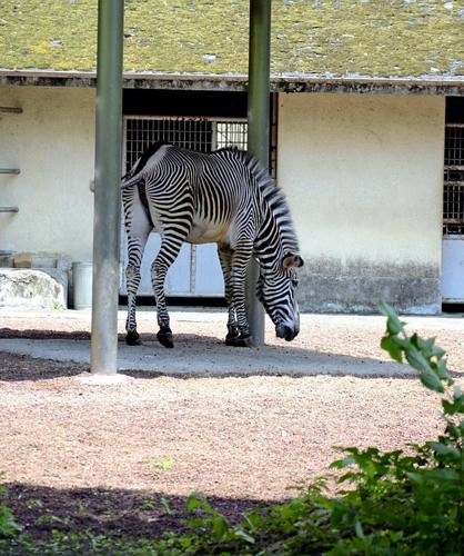 Japanese zoos work to reduce stress for animals in their care |  Entertainment 