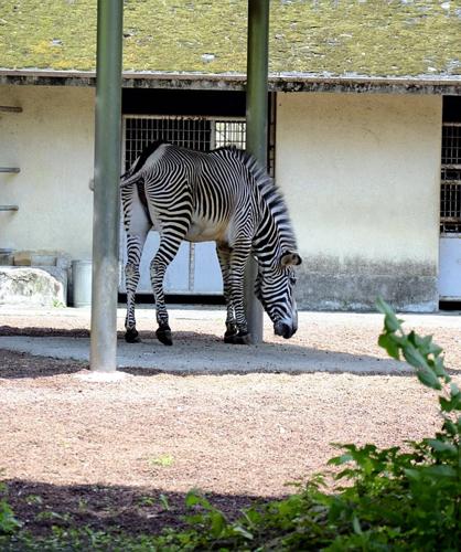 Japanese zoos work to reduce stress for animals in their care | Entertainment Japanese zoos work to reduce stress for animals in their care | Entertainment