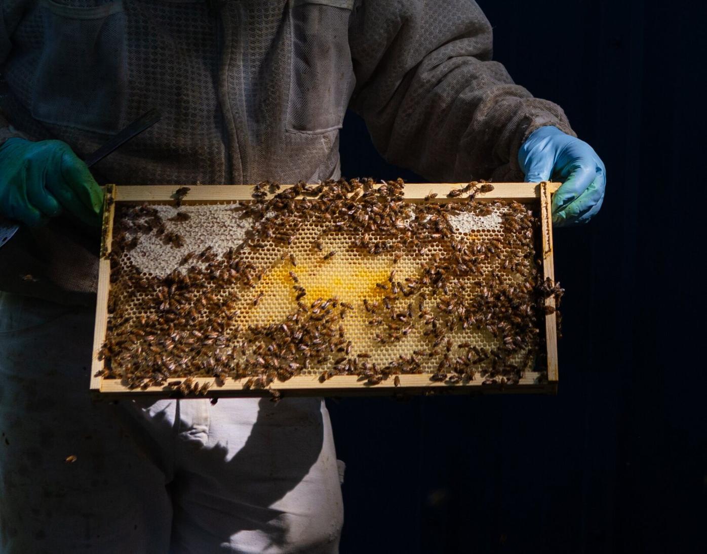 Beekeeping Is All the Rage. These Programs Can Help Veterans Get