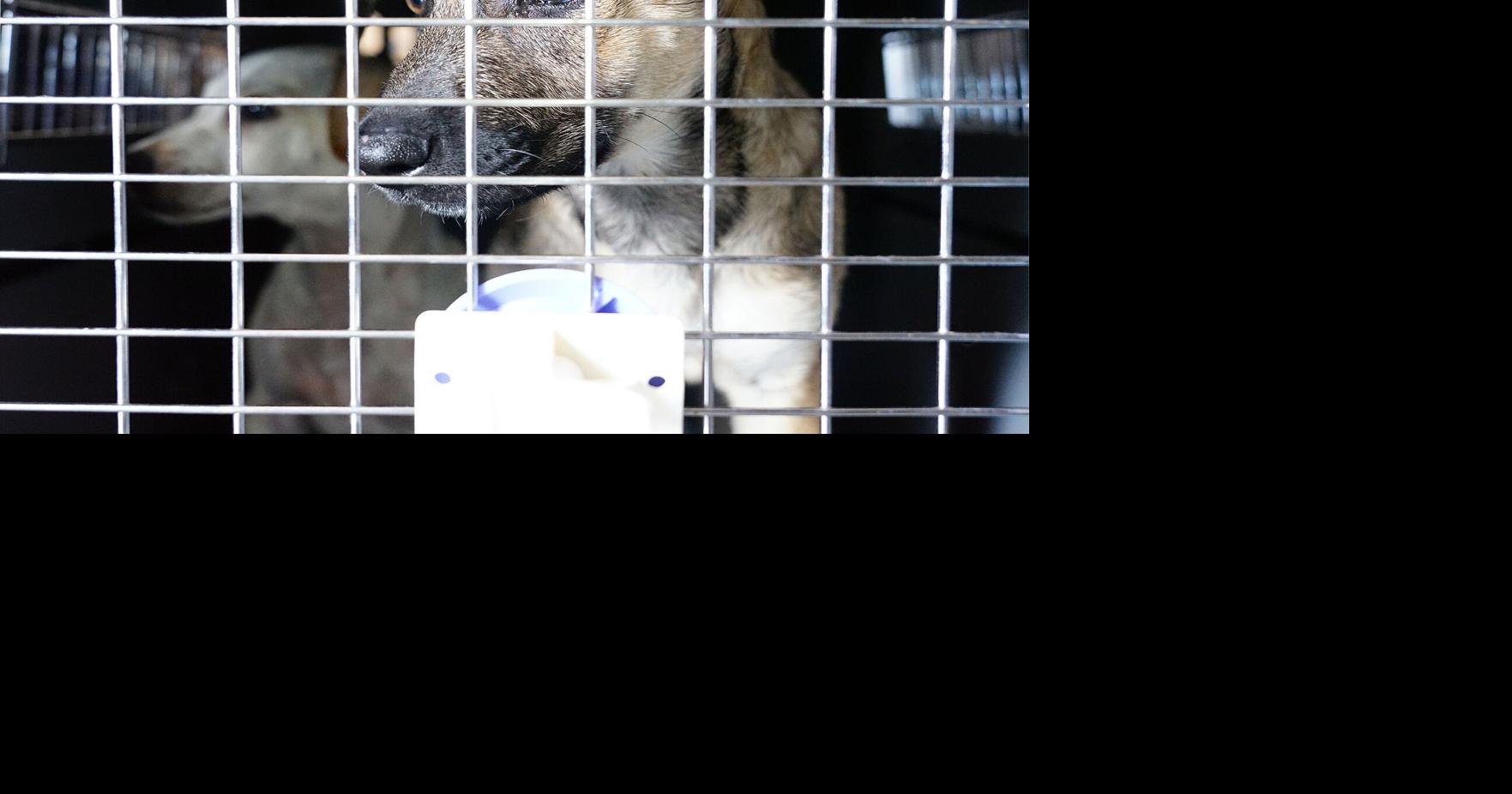 26 more local dogs find homes in the states Guam News