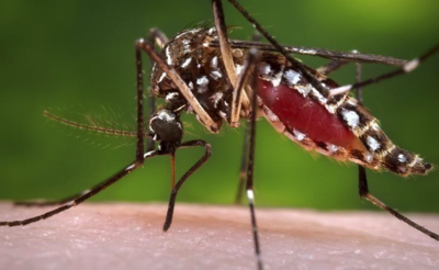 1 recent dengue case locally transmitted