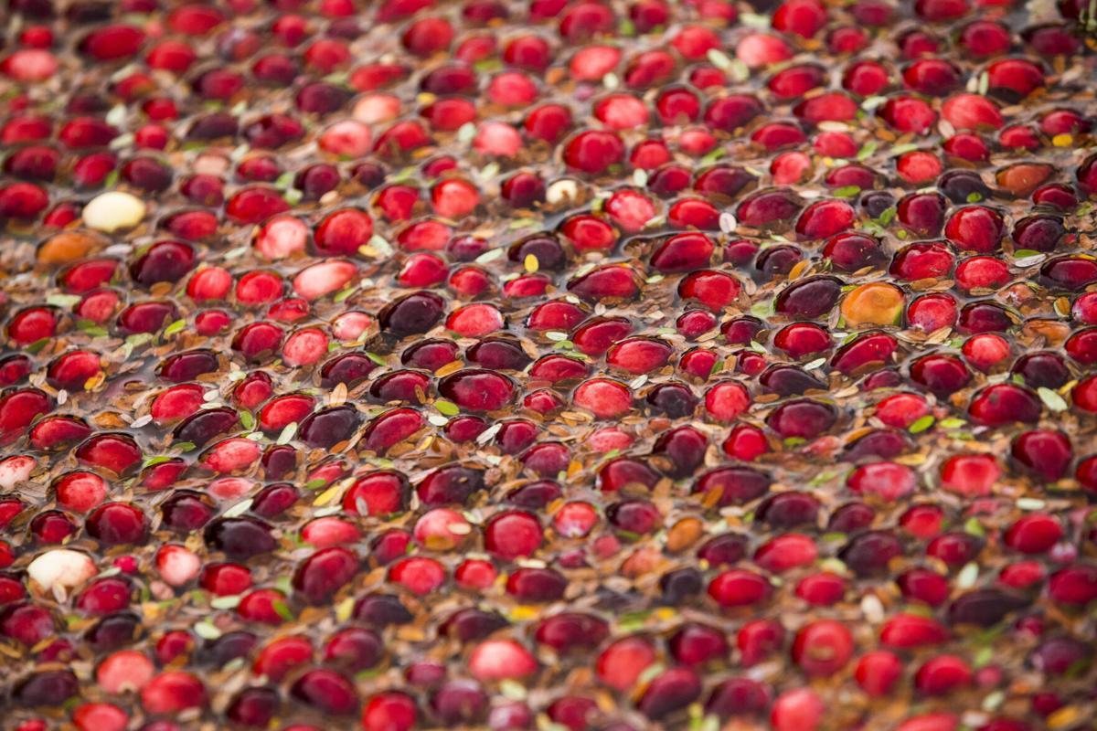 Climate change is complicating a Thanksgiving staple: cranberries