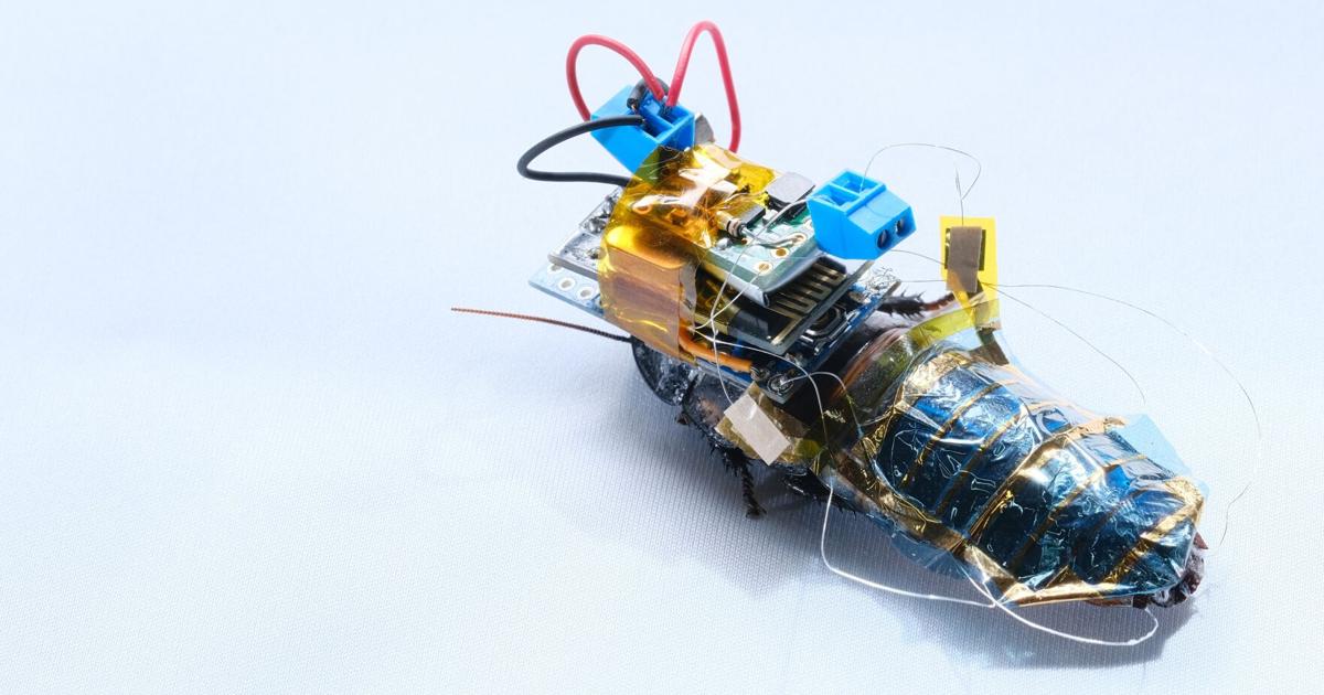 Cyborg cockroaches are coming, and they just want to help | Technology ...