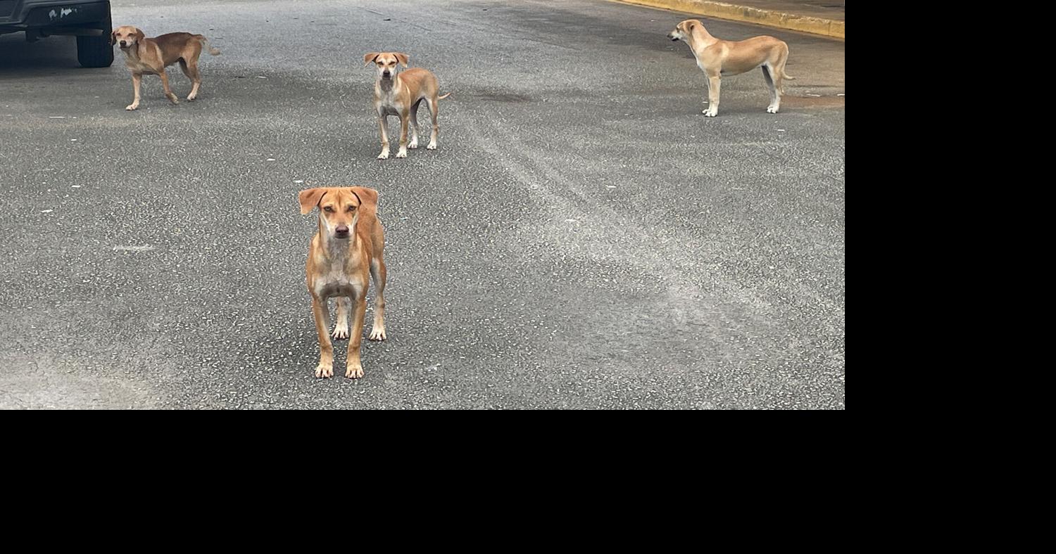 SNIP clinic is back with a focus on free-roaming mixed breeds