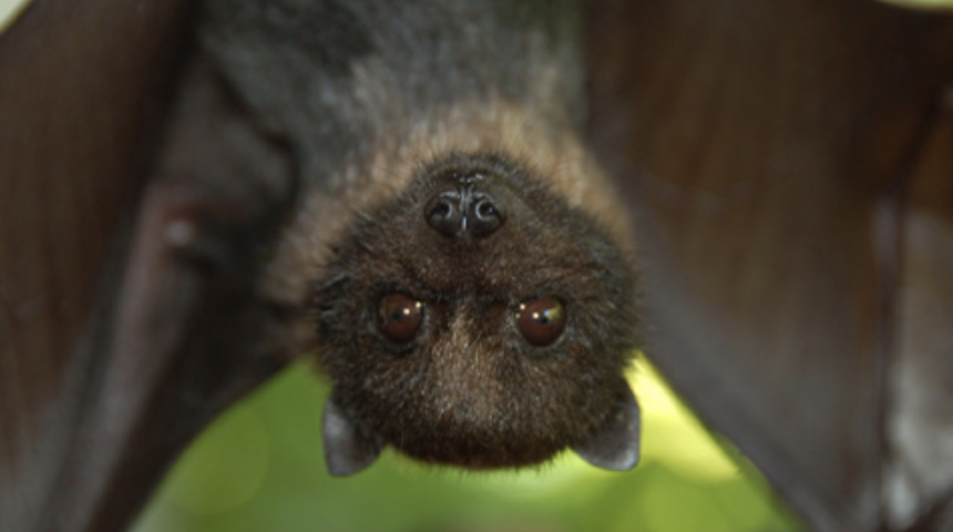 Guam deals flying fox