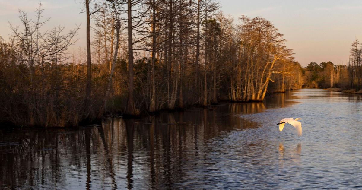 United Nations declares Okefenokee swamp UNESCO World Heritage site
