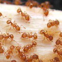Little fire ants threaten forest, homeowner program planned