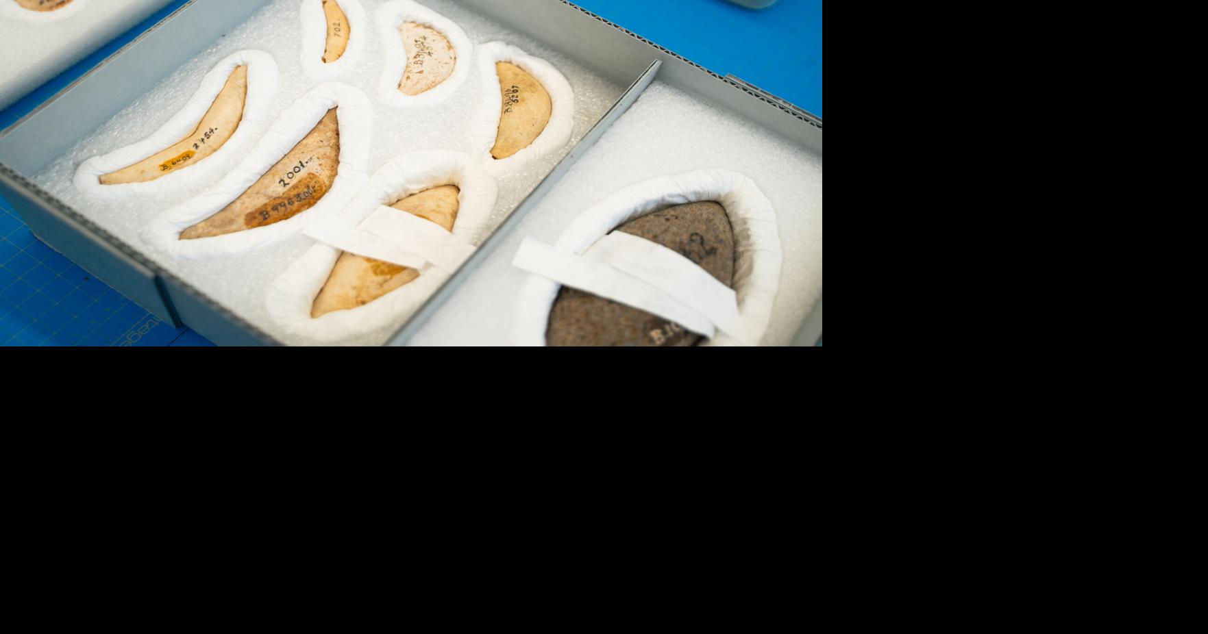 Latte stones to be brought home