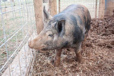 FHS farm 2