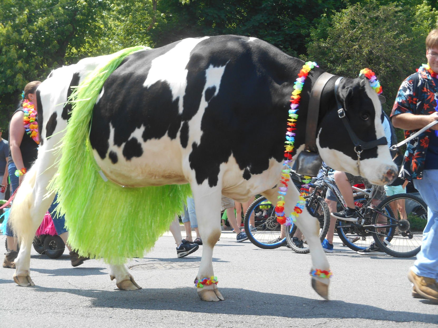 Cow wearing outlet skirt