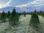tempImageDE62Le.jpg Evergreen Acres Christmas trees Nokesville