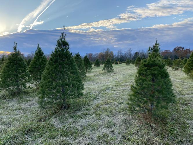 For local Christmas tree farmer, sales are ever green News