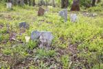 Photo_News_ScottCemetery_graves.jpg