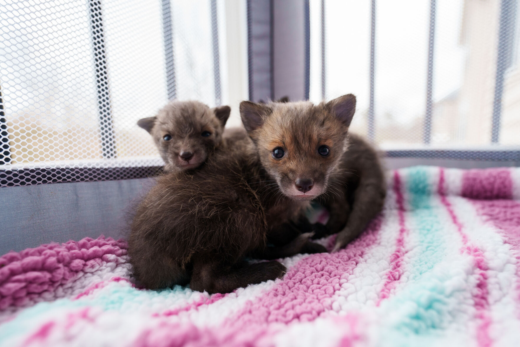Week Old Fox Gainesville woman cares for 1,000 hurt wild animals a year | News ...