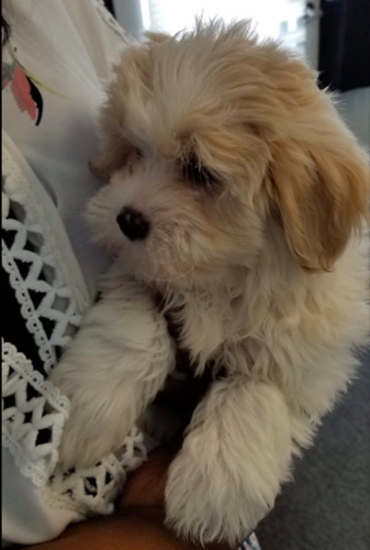 puppy from Capital City Pups google site princewilliamtimes