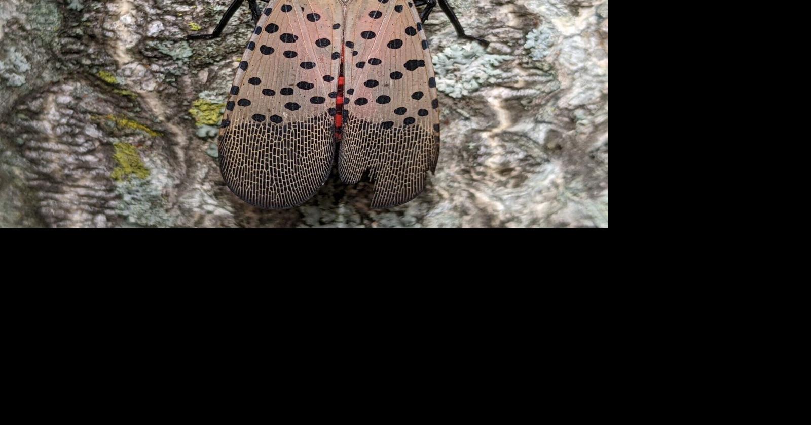Local spotted lanternfly sightings on the decline this summer Experts point to late frost, more predators as factors By Cher Muzyk Staff Writer Sep 2, 2026 Sep 2, 2026 Updated 21 mins ago