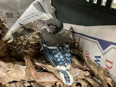 Cute Blue Jay Fledgling's First Bath is Hilarious 