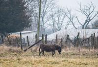 Photo_News_RuralCrescentExclusion_donkey.jpg