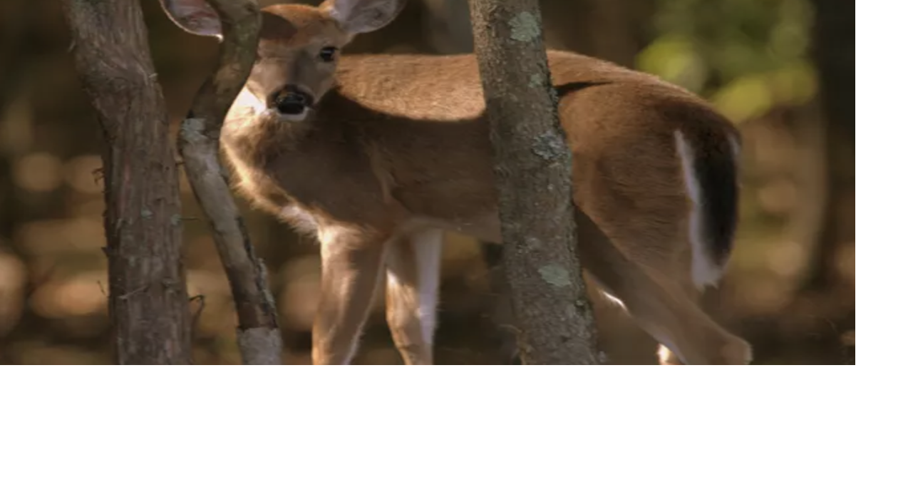 Controlled deer hunts begin at Manassas battlefield, other national ...