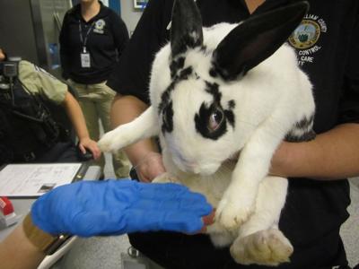 County animal shelter is looking for the owner of 15 stray bunnies | News |  