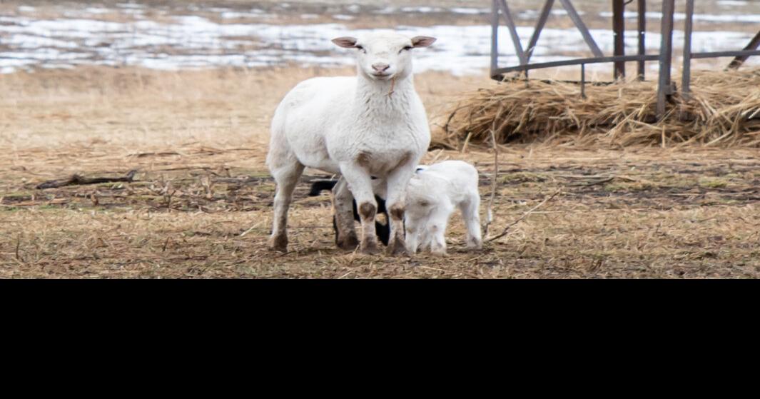 Planning commission 1 of 3 strategies to conserve land in