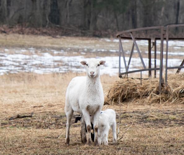 Photo_News_RuralCrescentExclusion_sheep.jpg