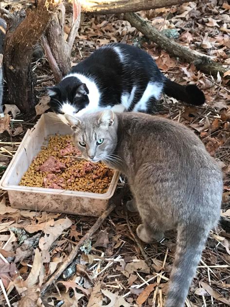 Iso New Home For Feral Cats News Princewilliamtimes Com