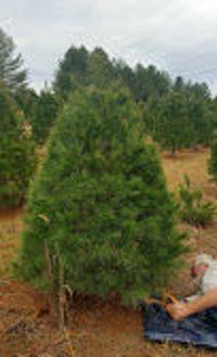 O Tannenbaum Bringing Home The Green News Princewilliamtimes Com