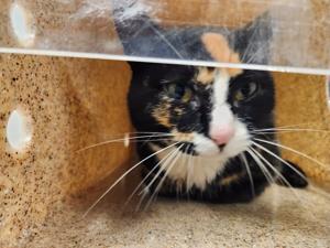 Rabies Warning Issued for Gainesville After Confirmed Case in Feline