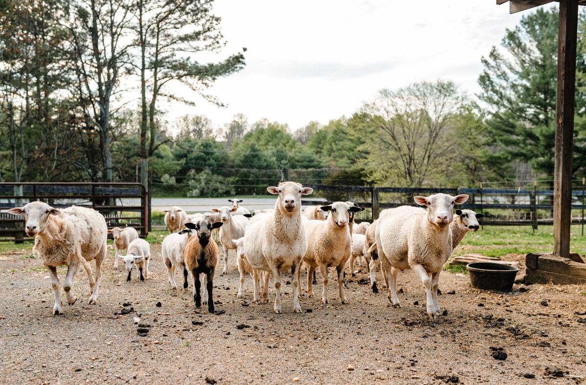 PHOTOS 21 lambs born to 12 mothers at Warrenton sheep farm last month