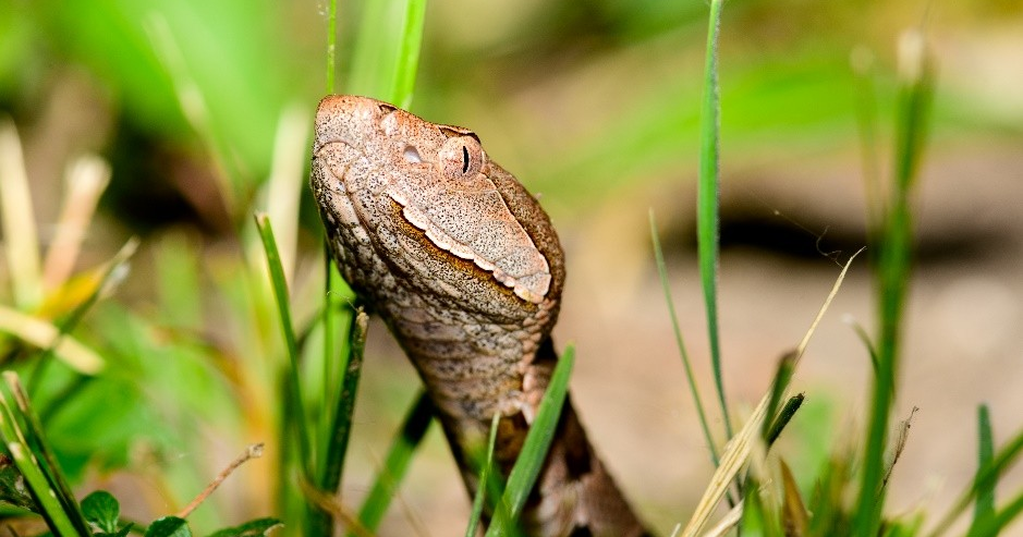 Sentara reports rise in copperhead snake bites