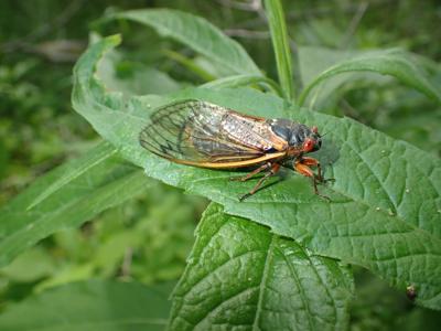 In The Eye Of The Swarm Millions Of 17 Year Cicadas Set To Emerge This Spring News Princewilliamtimes Com In The Eye Of The Swarm Millions Of 17 Year Cicadas Set To Emerge This Spring News Princewilliamtimes Com
