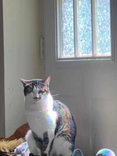 Cat found alive 10 days after Haymarket home explodes | News ...
