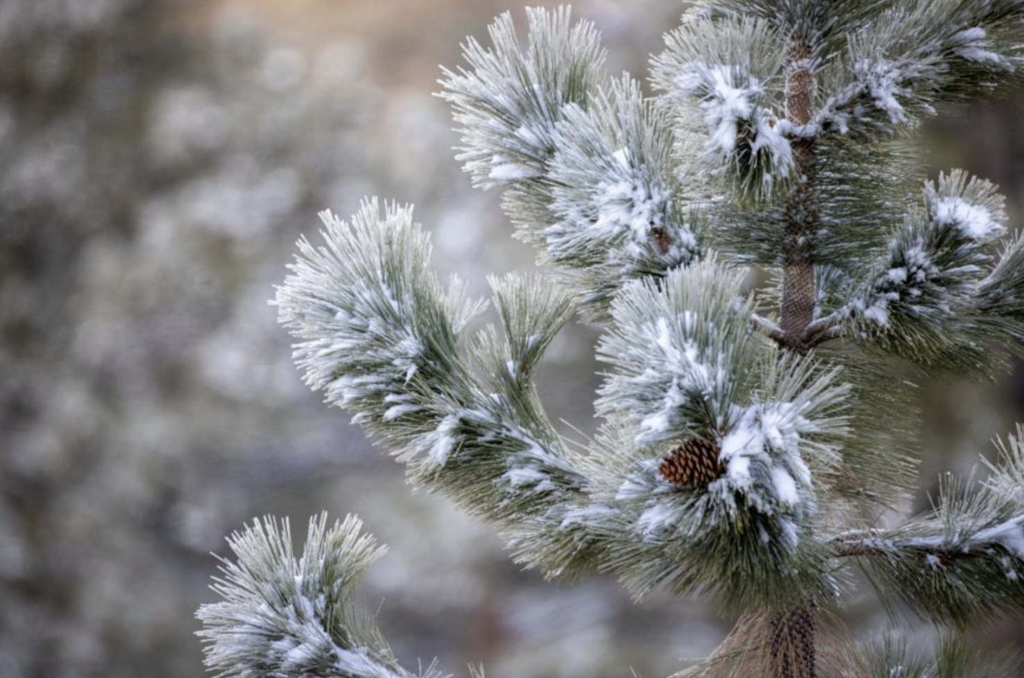 Will Northern Virginia see snow this weekend? News