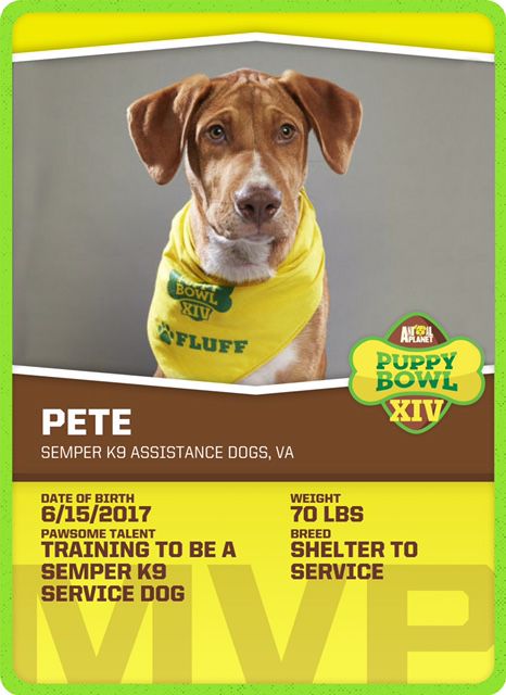 puppy bowl 2005