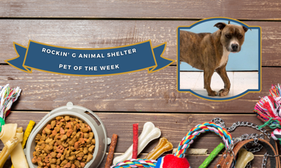 Tres Patas: Rockin' G Animal Shelter's Pet of the Week