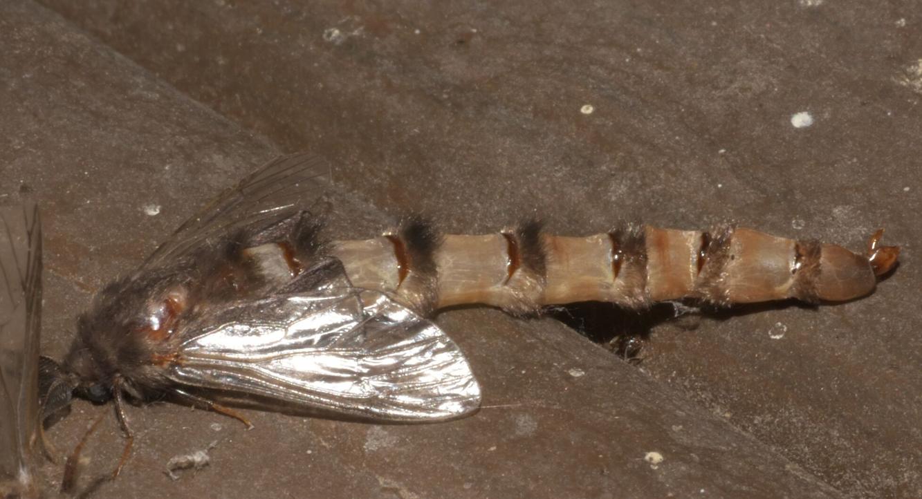 bagworm extended.jpg