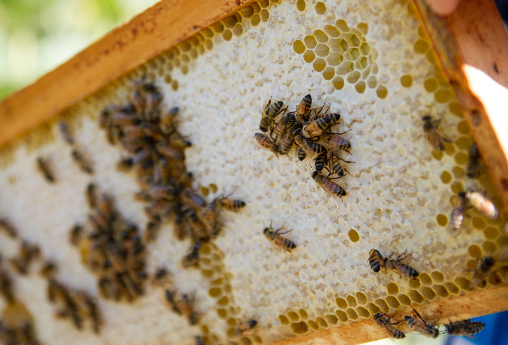 Bee Vip PSU Beekeeping Club ‘caught the bug’ for treating bees | Penn State ...