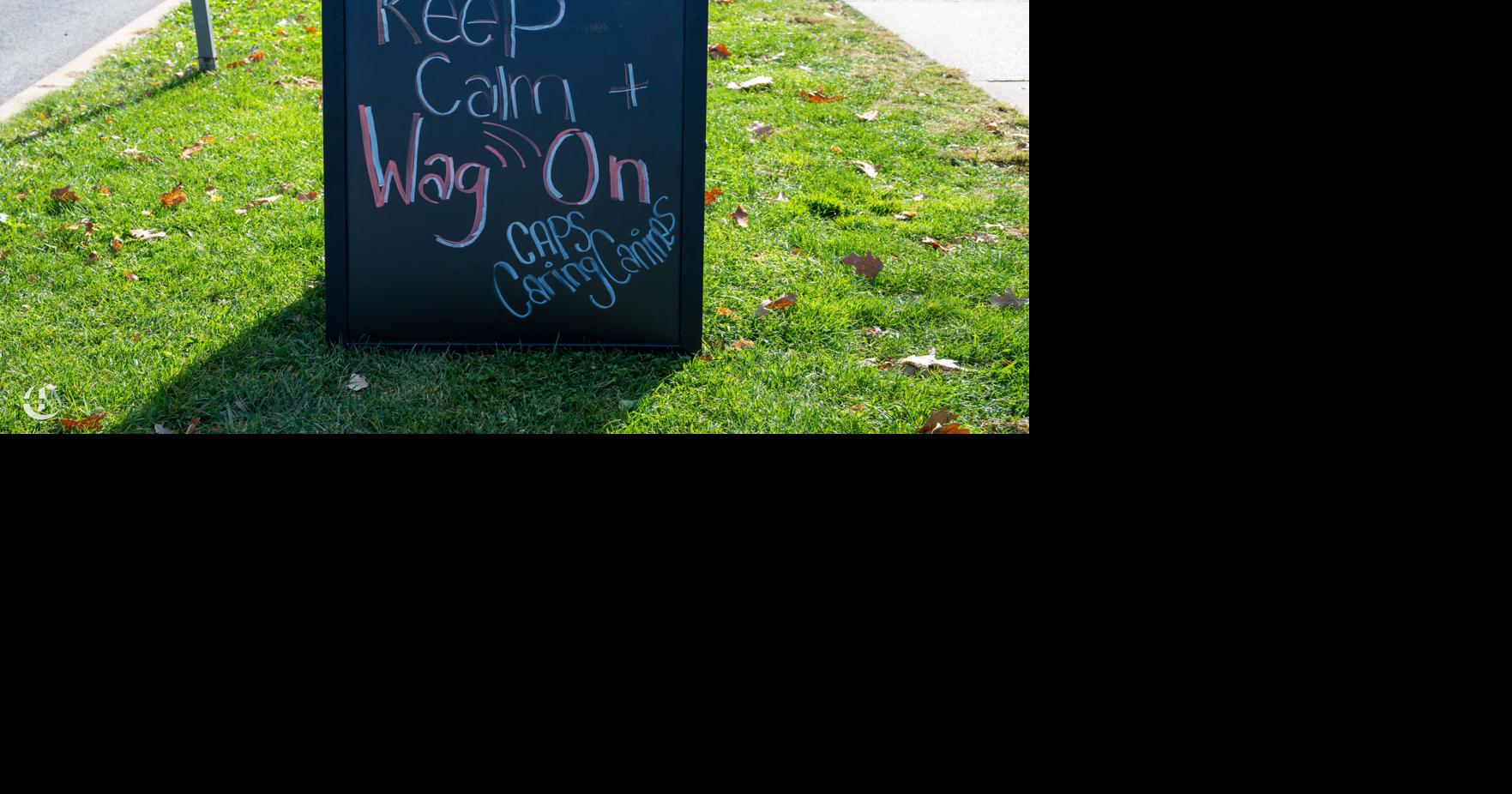 Keep calm and wag on | Penn State’s CAPS hosts Caring Canines event